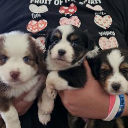 Toy Australian Shepherd puppies from Mountain Mama Mastiffs and Tailspin Toy Aussies