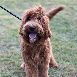 Gumbo - Australian Labradoodle