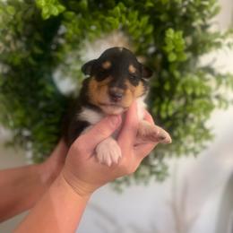 Tommy Pickels - Black white and tan male Collie puppy in Chilhowie, Virginia from Jolly Collies