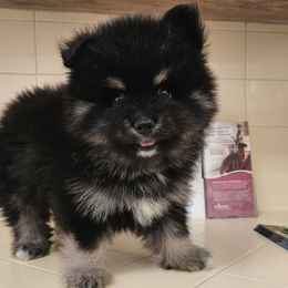 Keanu - Black and white male Pomsky puppy in Southern California, California from SoCal Pomskies LLC