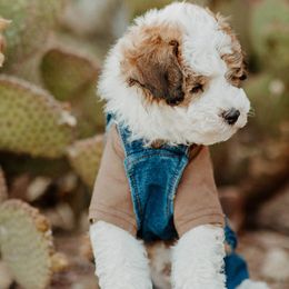 Bernedoodles, Cavapoos, and Sheepadoodles from Arizona Desert Doodles