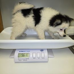 Twix - Tri-colored male Pomeranian puppy in Mays Landing, New Jersey from KB Pom Pups by Krystal