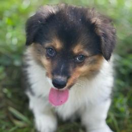 Lilly - Black and tan female Pembroke Welsh Corgi puppy in Nortonville, Kansas from Low Riders Corgis & Mini Aussies