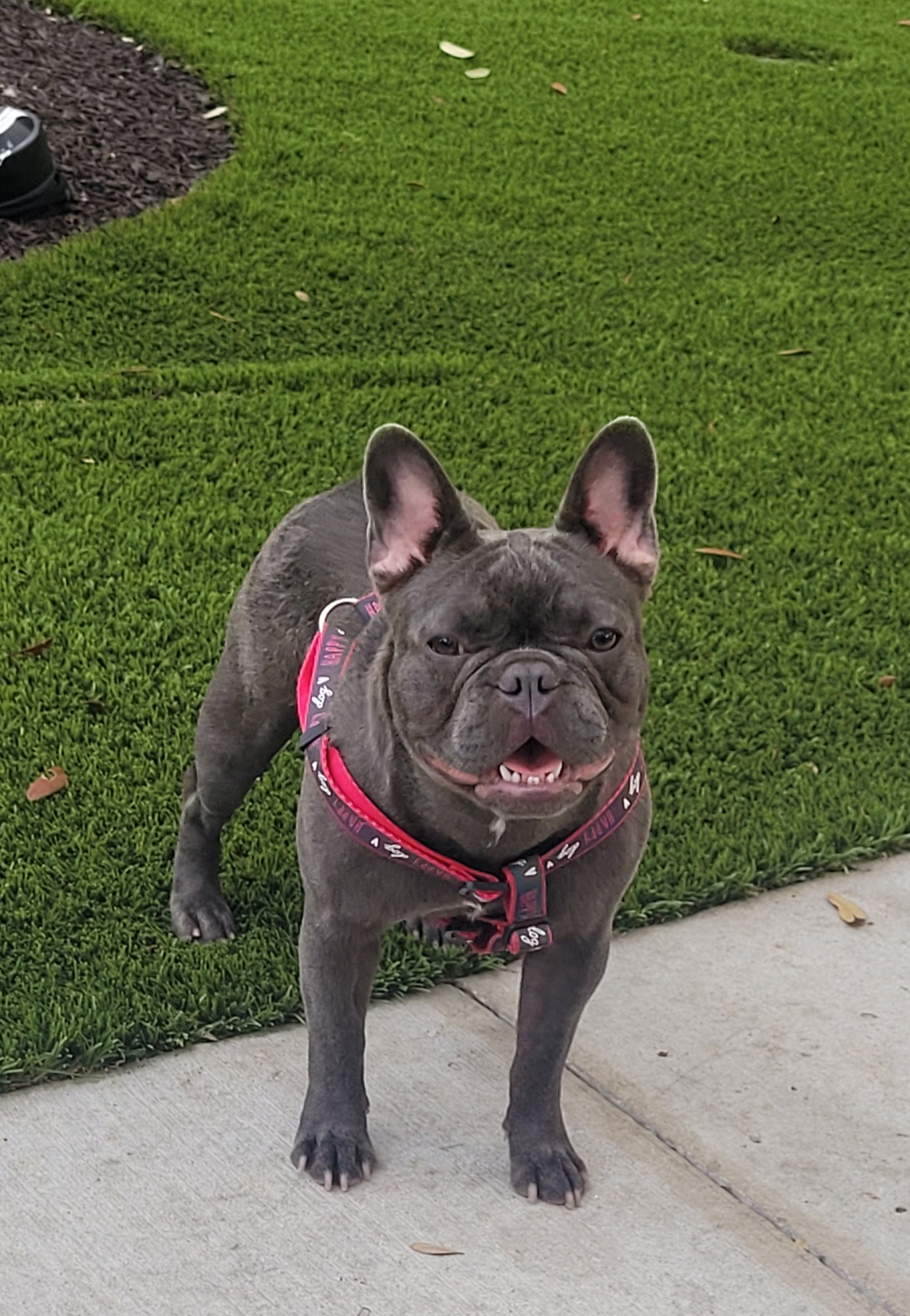 French Bulldog puppies from By Billy LaVie en Rose