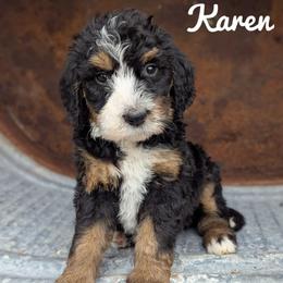 Karen - Tri-color female Bernedoodle puppy in Lancaster, Minnesota from Richardville Hunde