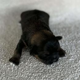 Black sable boy - Sable male Shih Tzu puppy in Newark, Ohio from Gemini Kennels