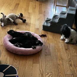 Miniature Schnauzer Puppies from Kani Miniature Schnauzers