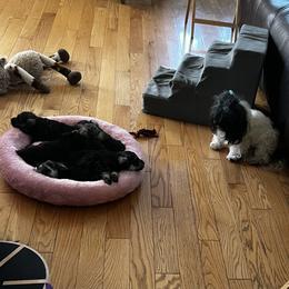 Miniature Schnauzer Puppies from Kani Miniature Schnauzers