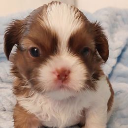 Shih Tzus from Shih Tzu's by Jen