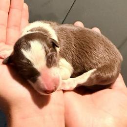 Boots - White and red female Border Collie puppy in North Lakeport, California from Wild Rose Ranch