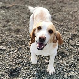 CEDAR - Beagle