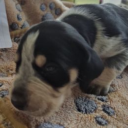 Girl 1 - Blue ticked and tan female Bluetick Coonhound puppy in Centerville, Pennsylvania from Holcomb's Hounds