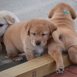 Labrador Retriever Puppies from Ashland Labradors