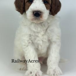 Benson - Parti male Goldendoodle puppy in Milford, Indiana from Railway Acres Kennel