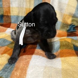 Sutton - Black roan female German Shorthaired Pointer puppy in Jackson, Georgia from Tiner GSP’s LLC
