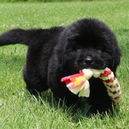 Merlin Burgandy collar - White and black male Newfoundland puppy in Kimball Twp, Michigan from Pine River Newfoundlands