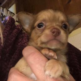 Stu Macher - Gold male Chihuahua puppy in Amelia, Virginia from Pannell’s Precious Pups