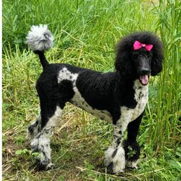 Elvira - Poodle