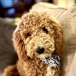 Chappy - Poodle