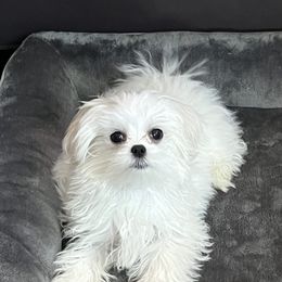 Maltese Puppies from Tiny Dancer Li'l Ones