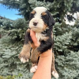 Dolly - Tri-color female Bernedoodle puppy in Idaho Falls, Idaho from Idahome Doodle