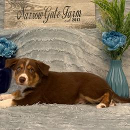 Charlie - White and red male Border Collie puppy in Moody, Texas from Narrow Gate Farm
