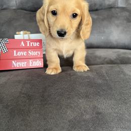 Finn - Cream male Dachshund puppy in Stuart, Iowa from Johnson Family Corgis and more
