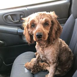 Clem - Cockapoo