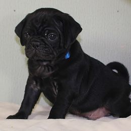 Pug Puppies from darNpugz