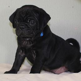 Pug Puppies from darNpugz