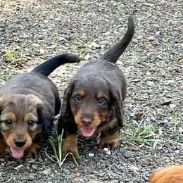 Dachshund Puppies from TrimDachHaus