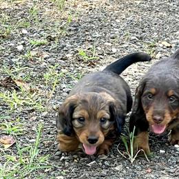 Dachshund Puppies from TrimDachHaus