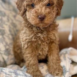 Bookie - Red  female Goldendoodle puppy in Arlington, Texas from Kel's Tails Poodles & Doodles