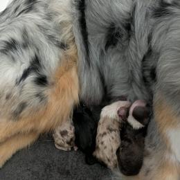 Australian Shepherd puppies from Barking Creek Ranch