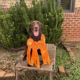 Meca - Labrador Retriever