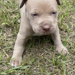American Bully Puppies from South Georgia Pitbull & Bully Kennel