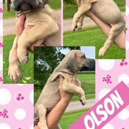 Olson - Fawn female Great Dane puppy in Wellsville, New York from Prophecy Danes