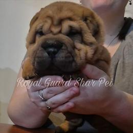 Persimmon - Red fawn female Chinese Shar-Pei puppy in Columbus, Indiana from Royal Guard Shar Pei