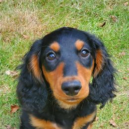 Dachshunds from Cronny Dachshunds