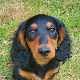 Dachshunds from Cronny Dachshunds