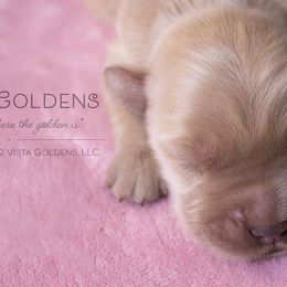 Pink - Golden Retriever puppy in Grand Blanc, Michigan from Vista Goldens