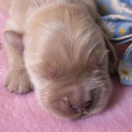 Pink - Golden Retriever puppy in Grand Blanc, Michigan from Vista Goldens