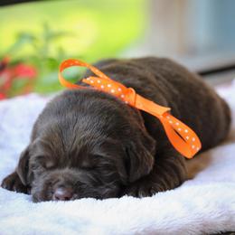 Labrador Retriever Puppies from Pure Joy Labradors
