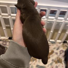 Chocolate female - Chocolate female Dachshund puppy in Clarksdale, Mississippi from Bo Didley's Doxies