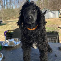 Girl # 2 Orange collar - Black Poodle puppy in Salisbury, North Carolina from Majestic’s Poodles