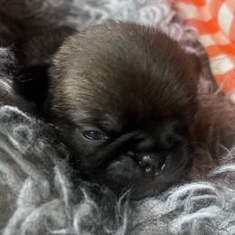 Winnie, grey collar Dark fawn girl 3 - Fawn female Pug puppy in Onalaska, Washington from Cupid’s Pugs