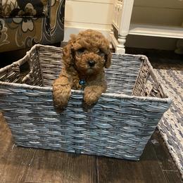 Cavapoo and Goldendoodle Puppies from Magnolia Prairie Doodles