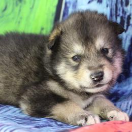Leuco- Blue - Agouti and white male Alaskan Malamute puppy in Independence, Virginia from New River Valley Malamutes