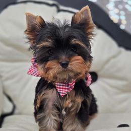 Jack - Blue and gold male Yorkshire Terrier puppy in Monticello, Iowa from Ashley’s Puppies