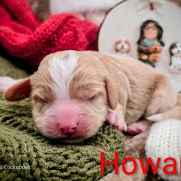 Howard - Red male Cockapoo puppy in Perry, Arkansas from Parker's Cockapoos
